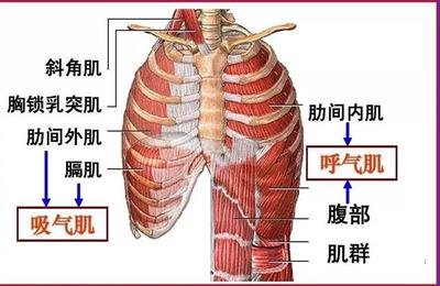游泳-呼吸肌-換氣-吸氣肌-呼氣肌-呼吸-潛水-運(yùn)動(dòng)-夏日-肺活量-肺功能-呼吸訓(xùn)練器-肺功能檢測儀-呼吸峰流速儀-游泳姿勢-運(yùn)動(dòng)員-呼吸困難